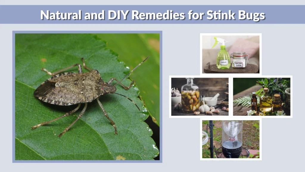 Natural and DIY Remedies for Stink Bugs