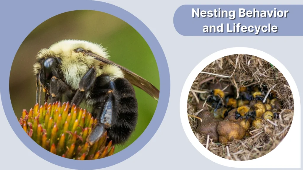 Nesting Behavior and Lifecycle