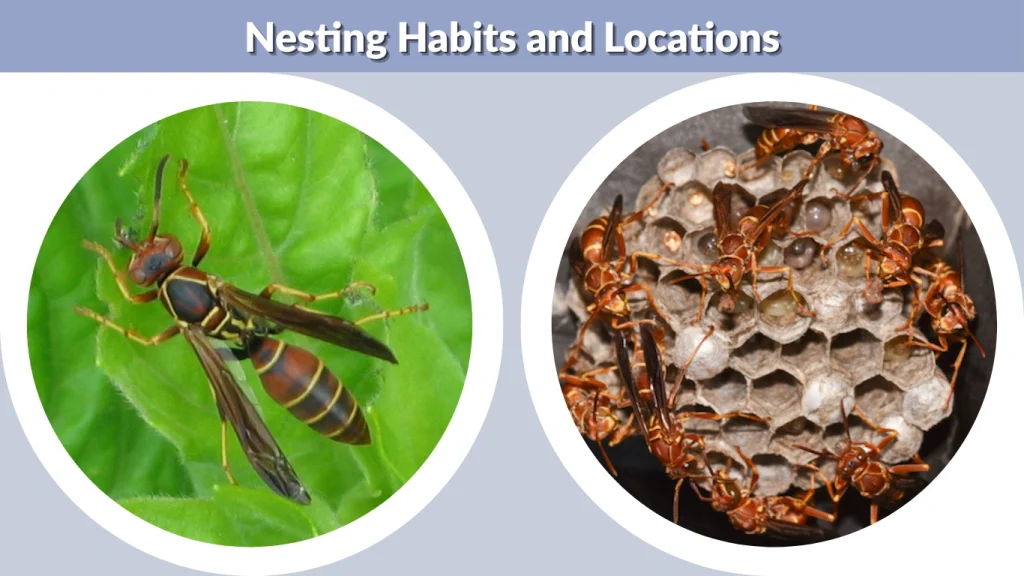 Nesting Habits and Locations
