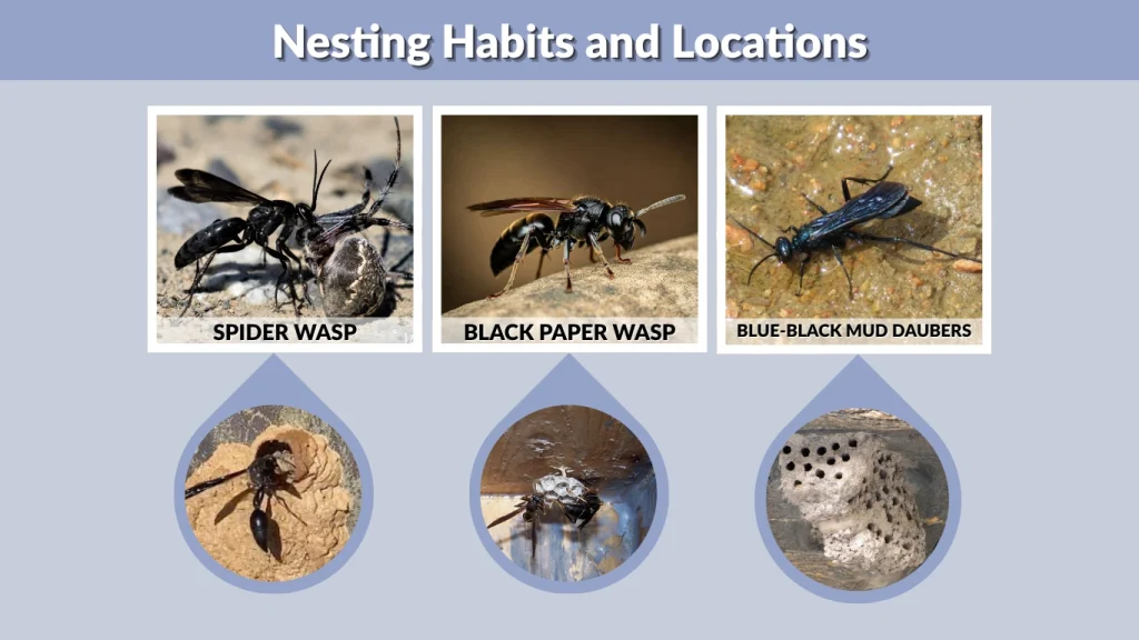 Nesting Habits and Locations
