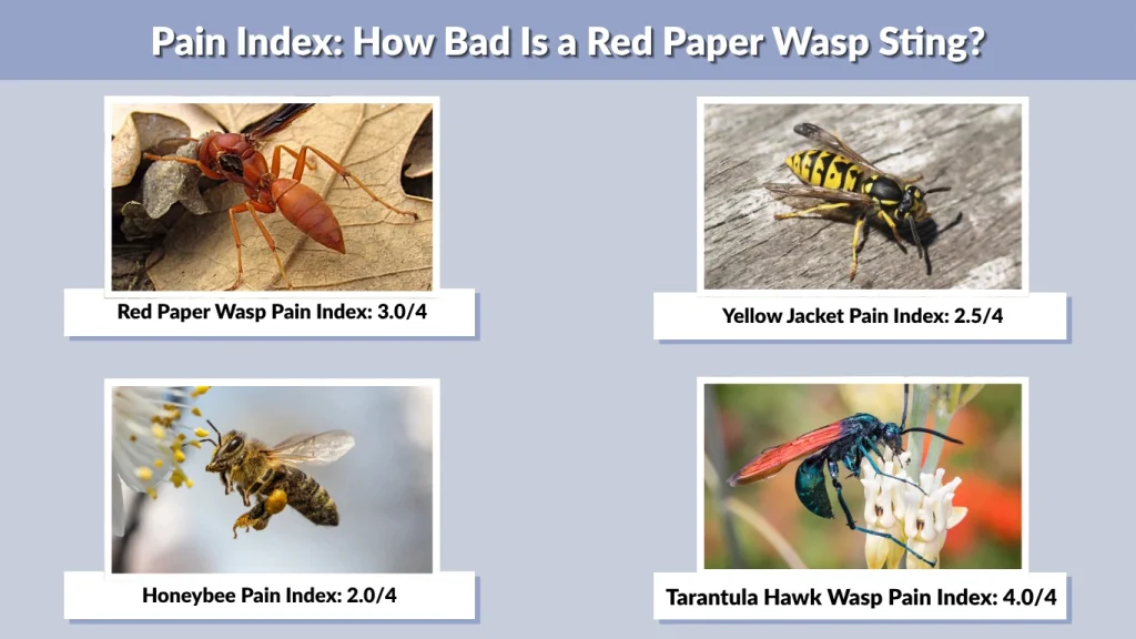 Pain Index How Bad Is a Red Paper Wasp Sting