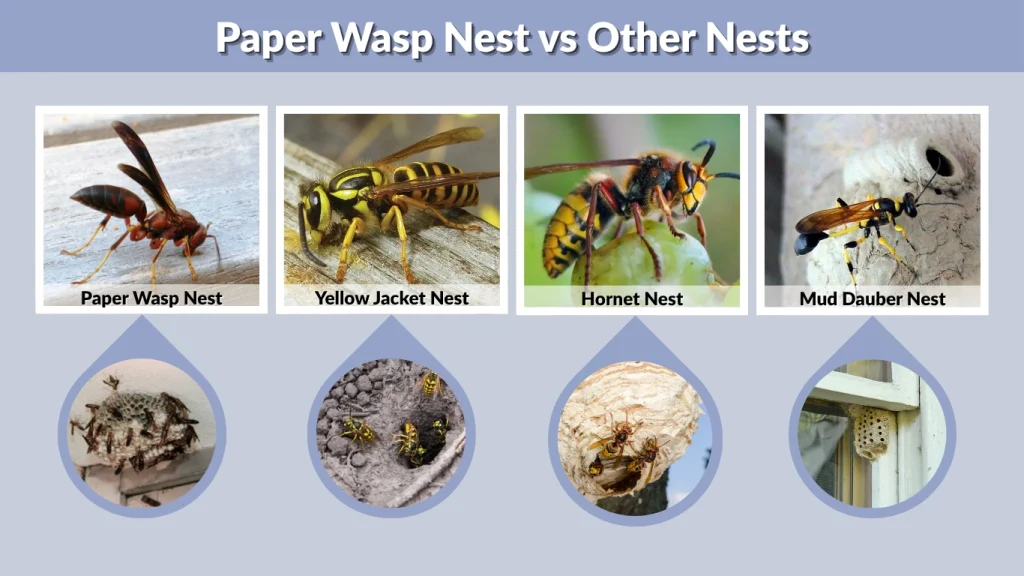 Paper Wasp Nest vs Other Nests