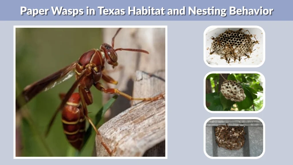 Paper Wasps in Texas Habitat and Nesting Behavior