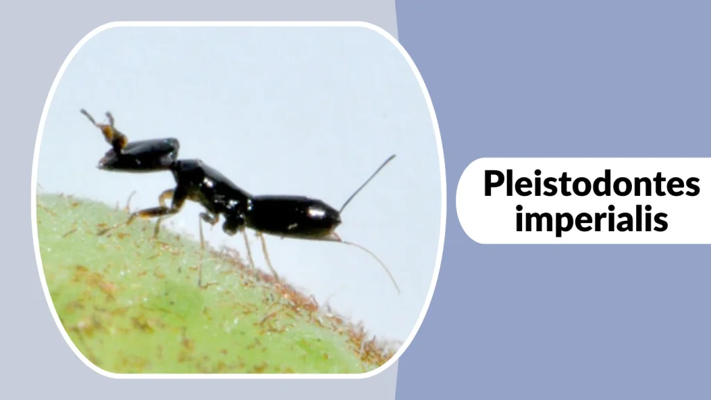 Pleistodontes imperialis