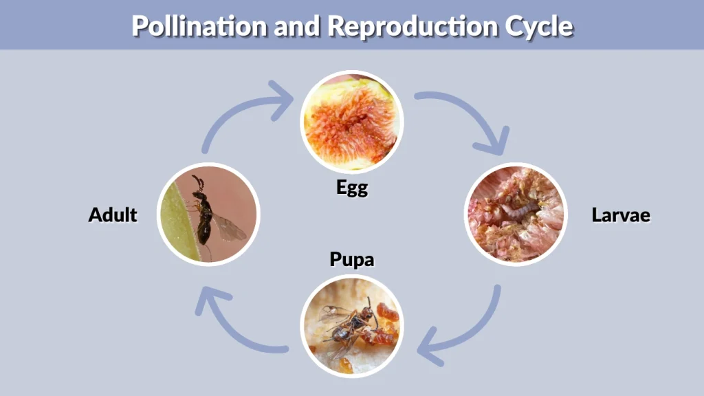 Pollination and Reproduction Cycle