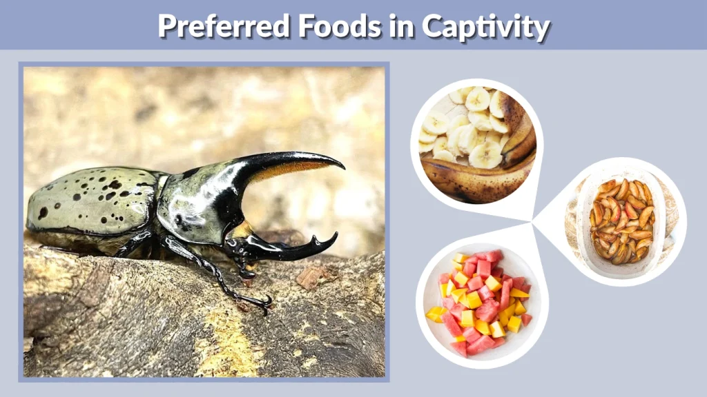 Preferred Foods in Captivity