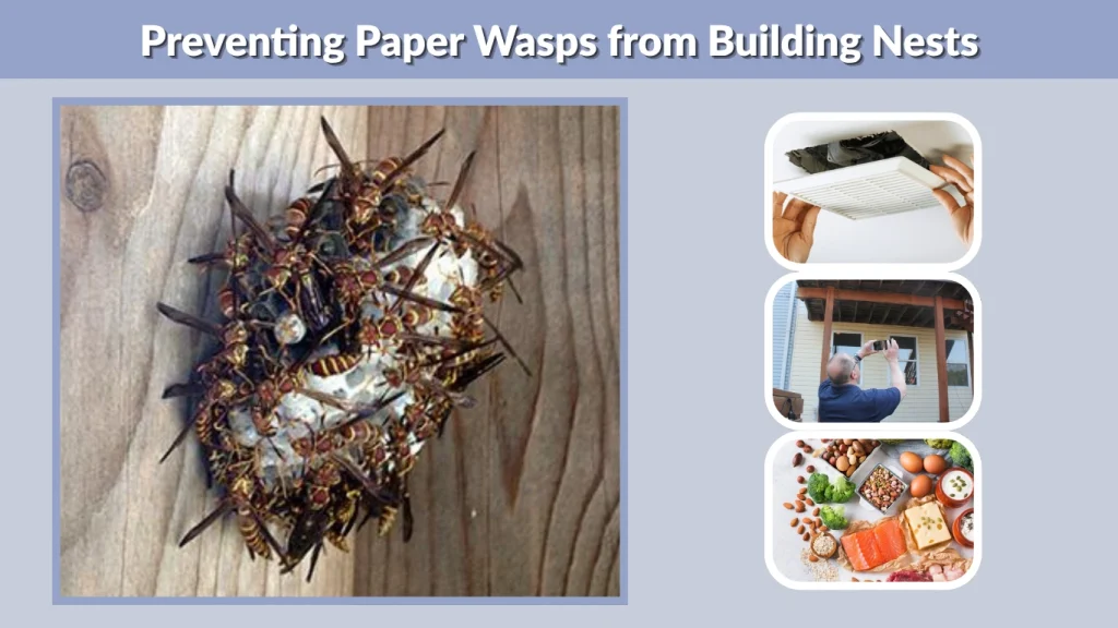 Preventing Paper Wasps from Building Nests
