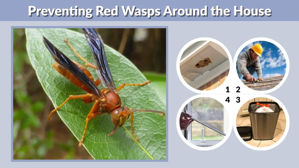 Preventing Red Wasps Around the House
