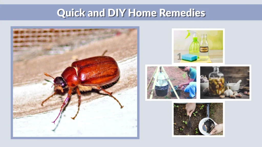 Quick and DIY Home Remedies