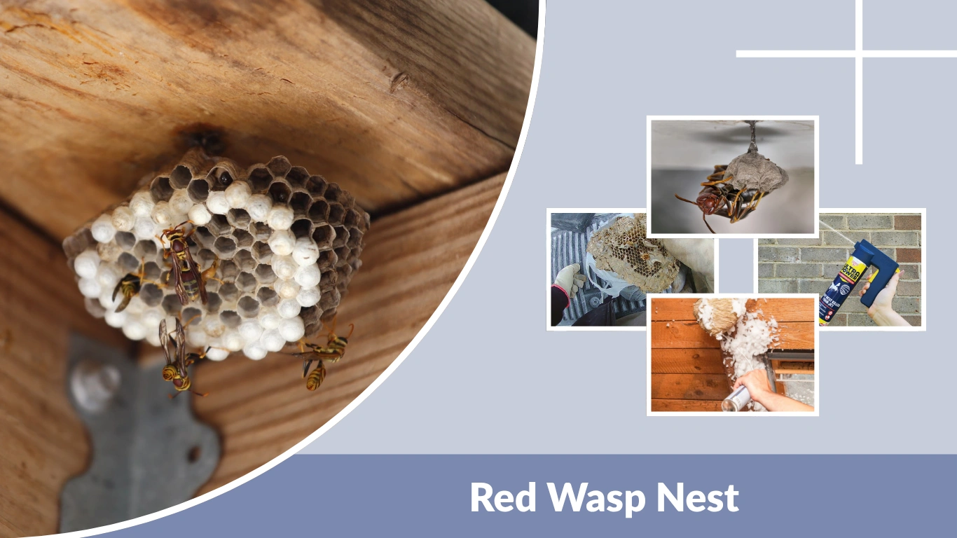 Red Wasp Nest Identification, Location, and Safe Removal Guide
