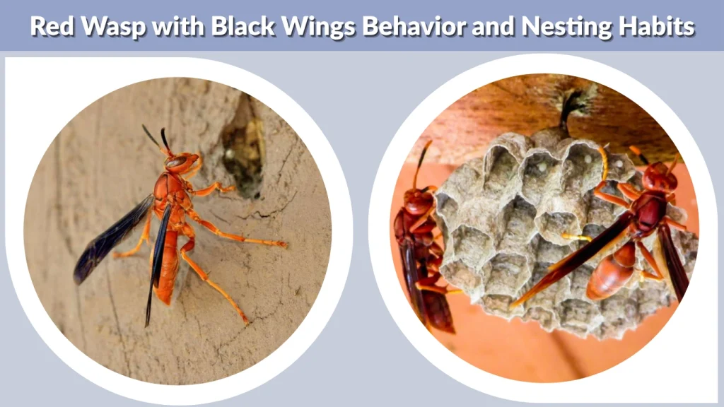 Red Wasp with Black Wings Behavior and Nesting Habits