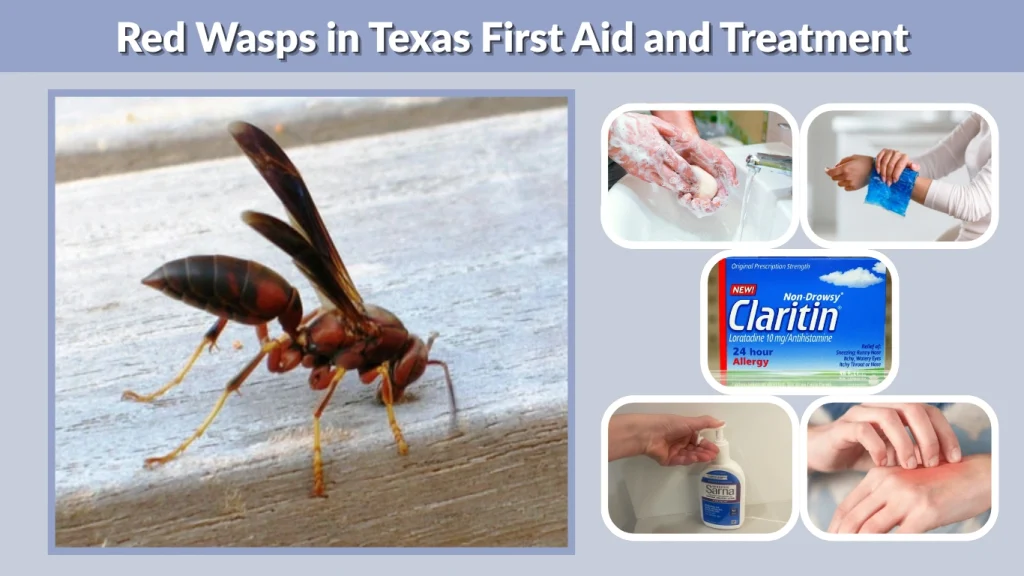 Red Wasps in Texas First Aid and Treatment