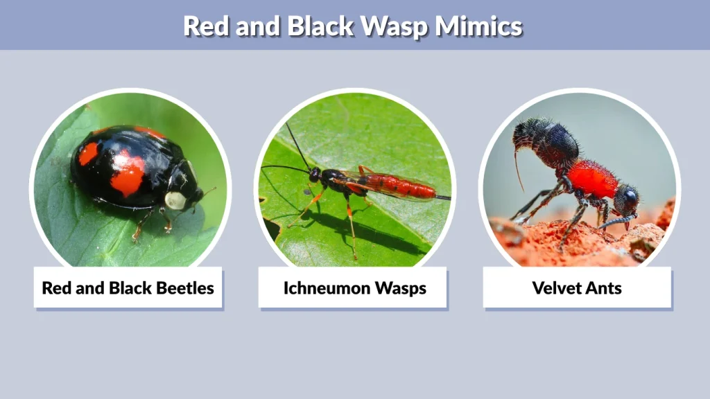 Red and Black Wasp Mimics