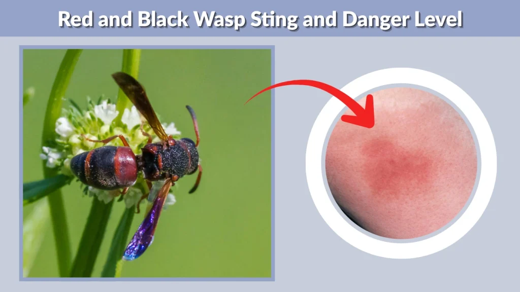 Red and Black Wasp Sting and Danger Level