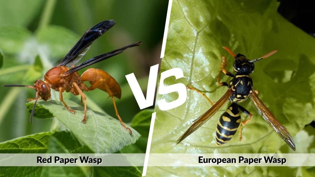 Red vs. European Paper Wasp Stings