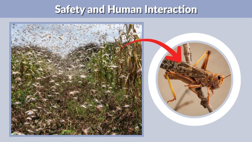 Safety and Human Interaction