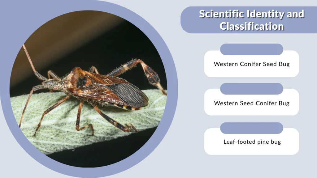 Scientific Identity and Classification