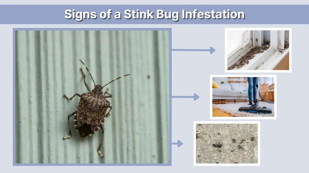 Signs of a Stink Bug Infestation