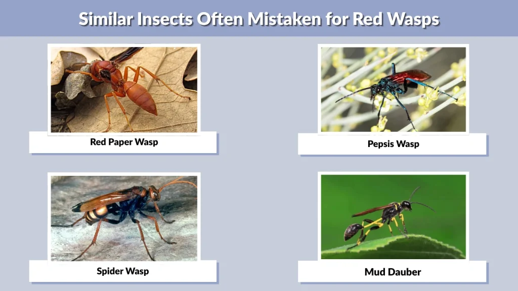 Similar Insects Often Mistaken for Red Wasps