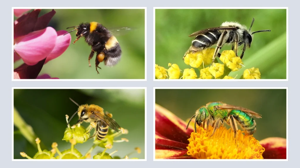 Special Cases Bumble Bees, Digger Bees, and Mining Bees