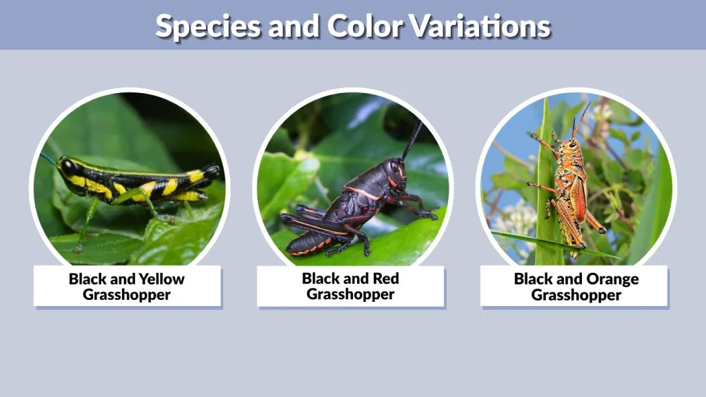 Species and Color Variations
