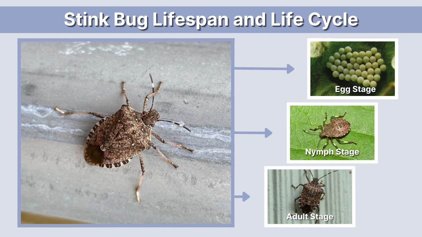 Stink Bug Lifespan and Life Cycle