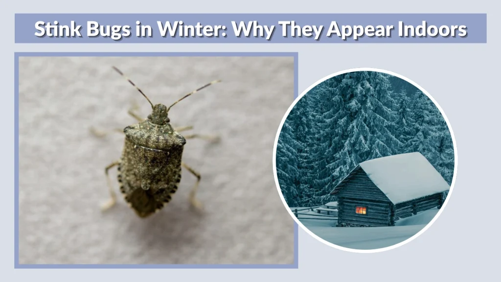 Stink Bugs in Winter Why They Appear Indoors
