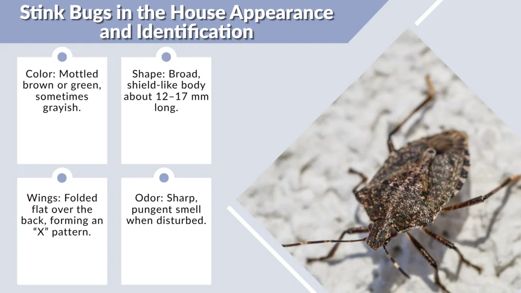 Stink Bugs in the House Appearance and Identification