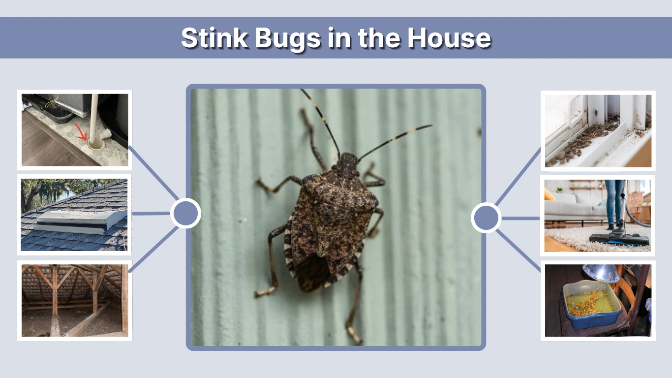 Stink Bugs in the House Causes, Prevention, and Effective Removal