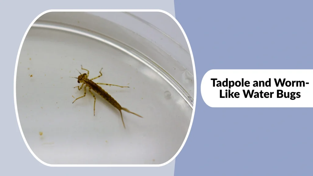 Tadpole and Worm-Like Water Bugs