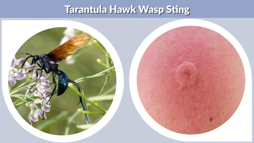 Tarantula Hawk Wasp Size Sting Habitat Identification And Facts