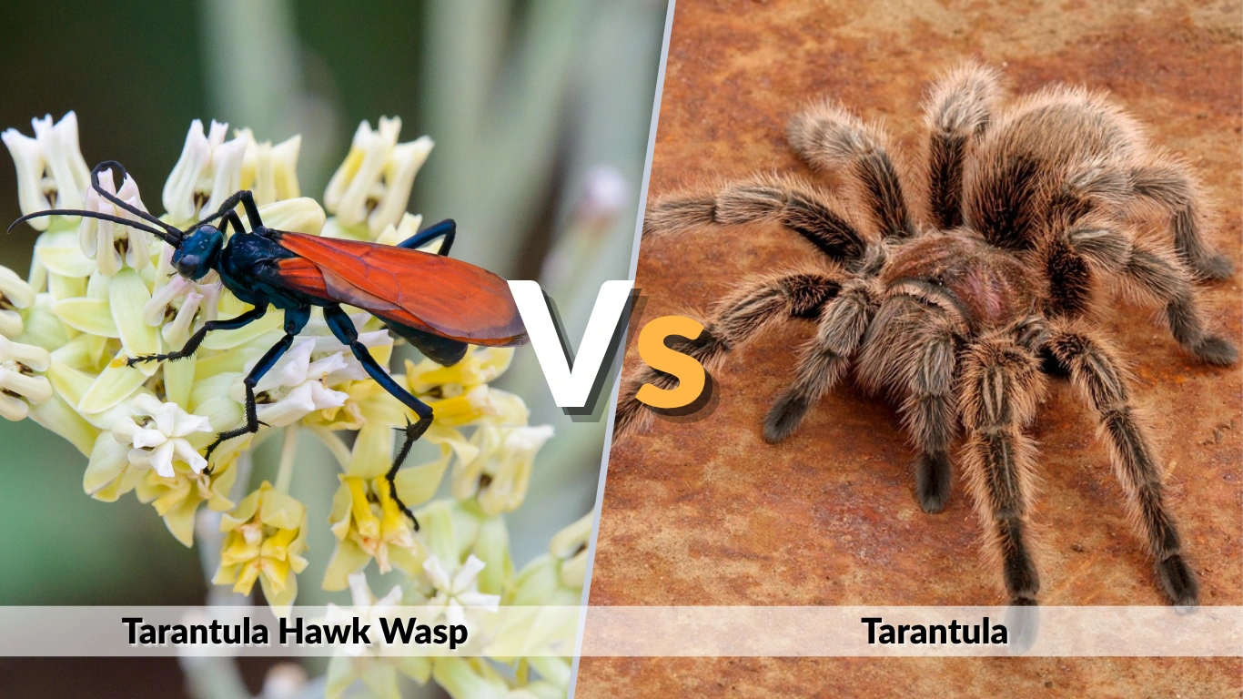 Tarantula Hawk Wasp vs Tarantula Bite, Pain, Venom, and Survival 