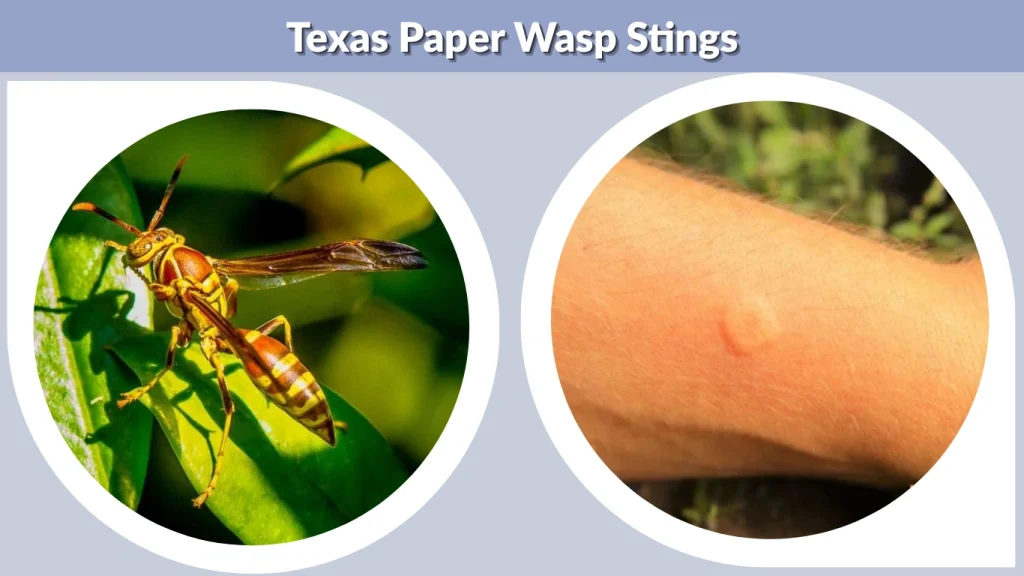 Texas Paper Wasp Stings