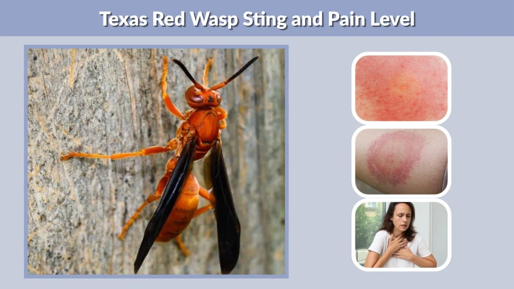 Texas Red Wasp Sting and Pain Level