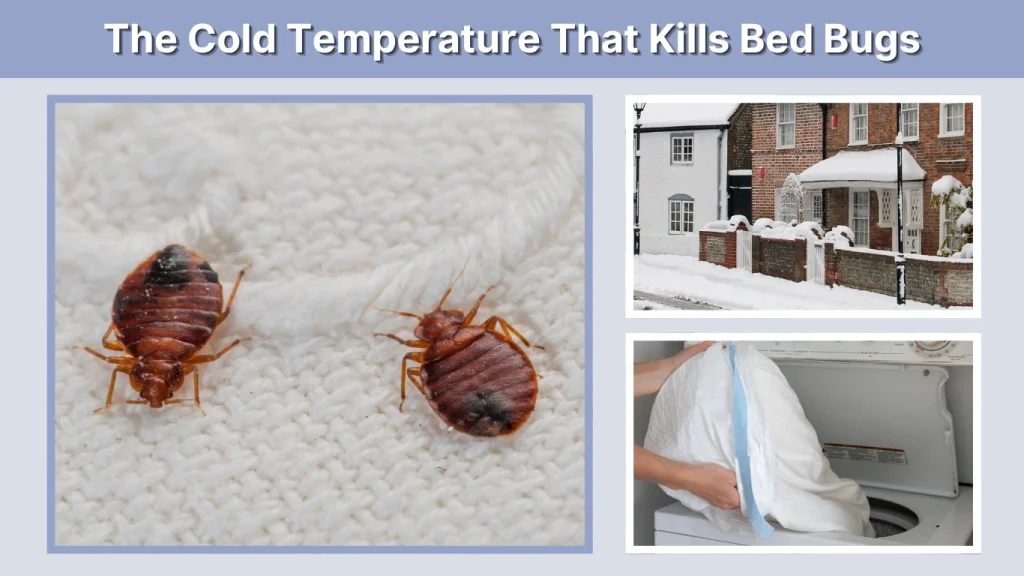 The Cold Temperature That Kills Bed Bugs