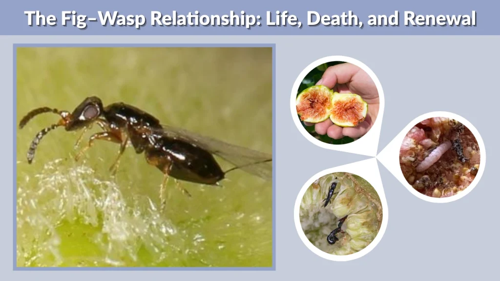 The Fig–Wasp Relationship Life, Death, and Renewal
