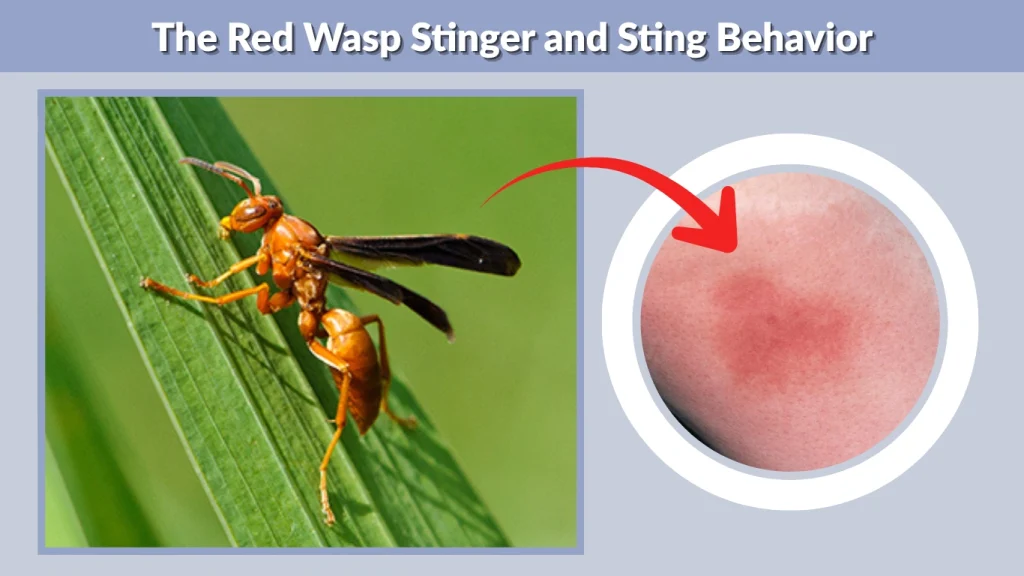 The Red Wasp Stinger and Sting Behavior