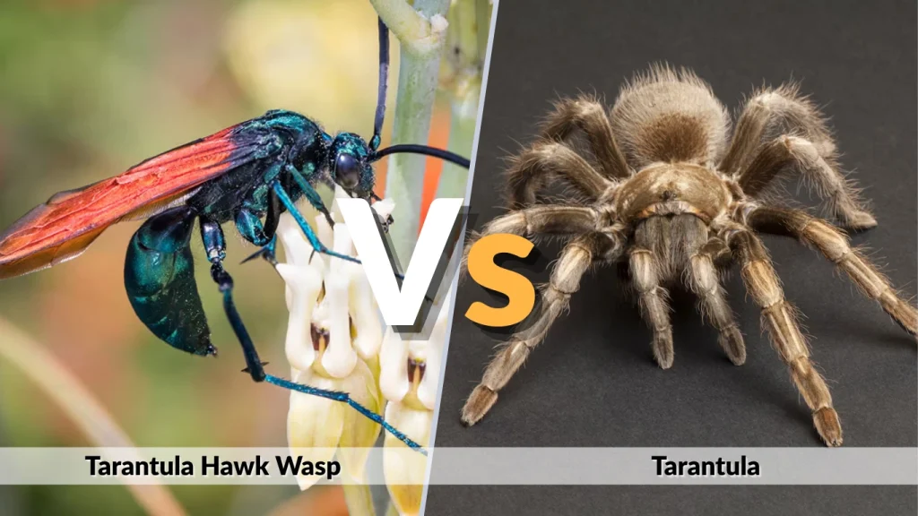 The Showdown Tarantula Hawk Wasp vs Tarantula