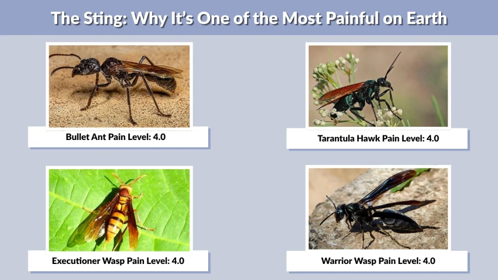 The Sting Why It’s One of the Most Painful on Earth