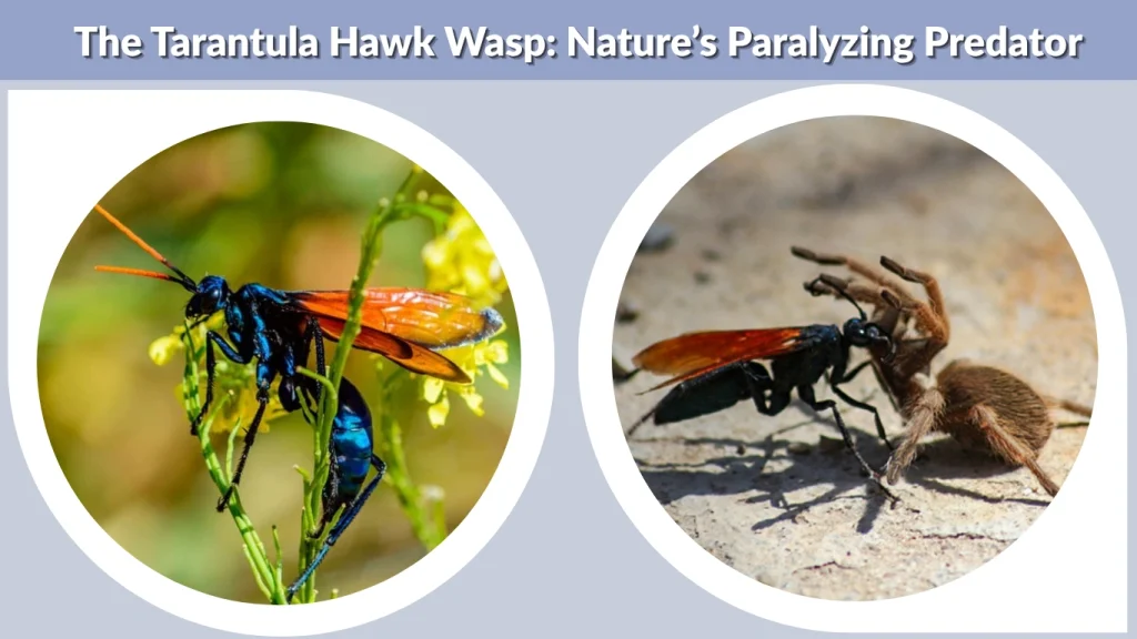 The Tarantula Hawk Wasp Nature’s Paralyzing Predator