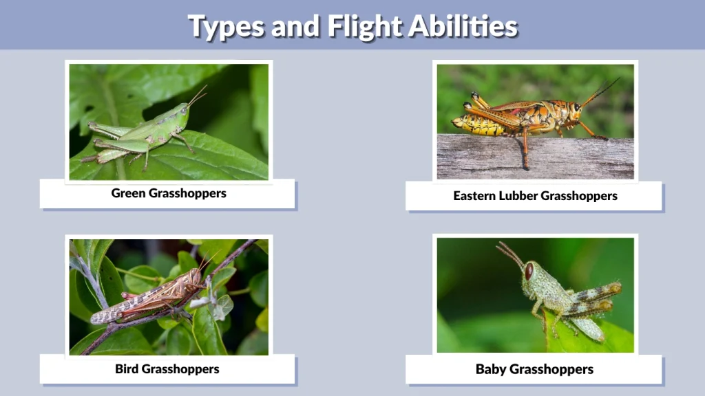 Types and Flight Abilities