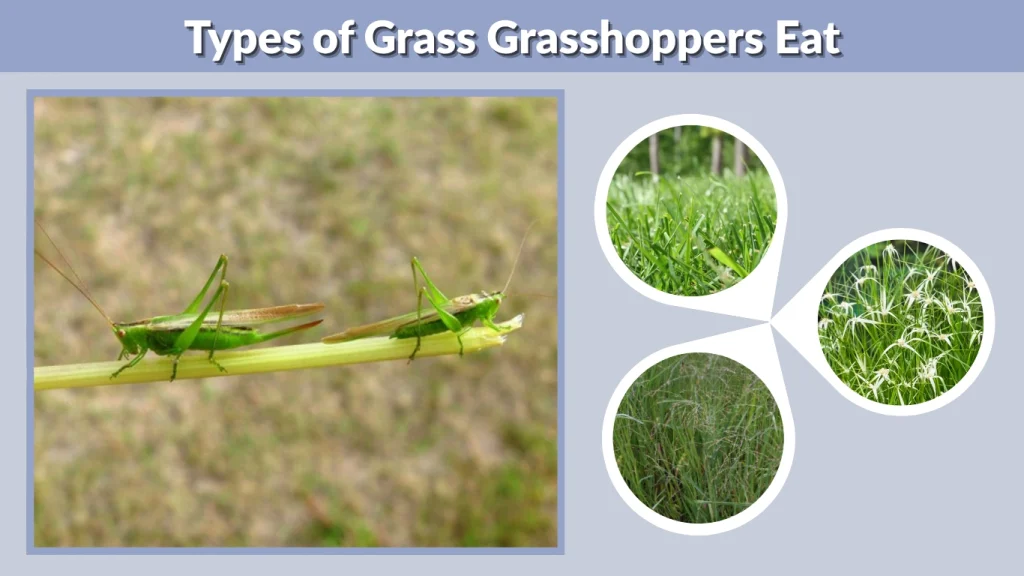 Types of Grass Grasshoppers Eat