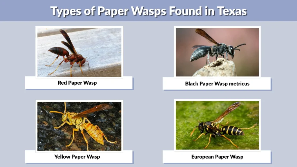 Types of Paper Wasps Found in Texas