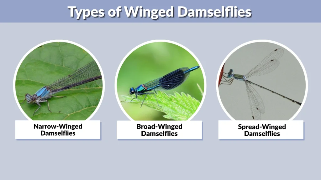 Types of Winged Damselflies