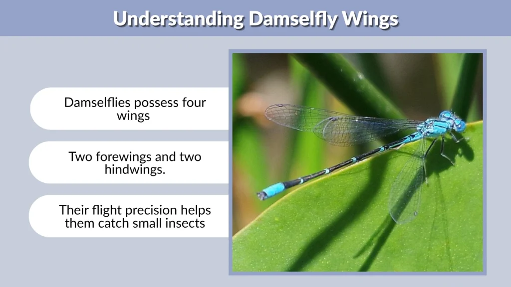 Understanding Damselfly Wings