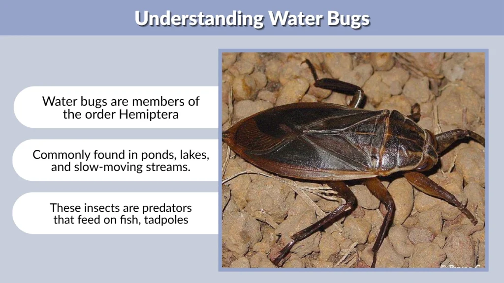 Understanding Water Bugs
