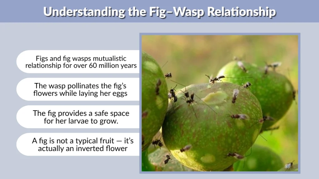 Understanding the Fig–Wasp Relationship