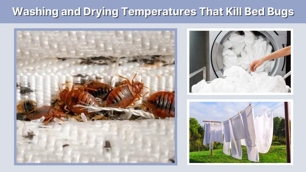 Washing and Drying Temperatures That Kill Bed Bugs