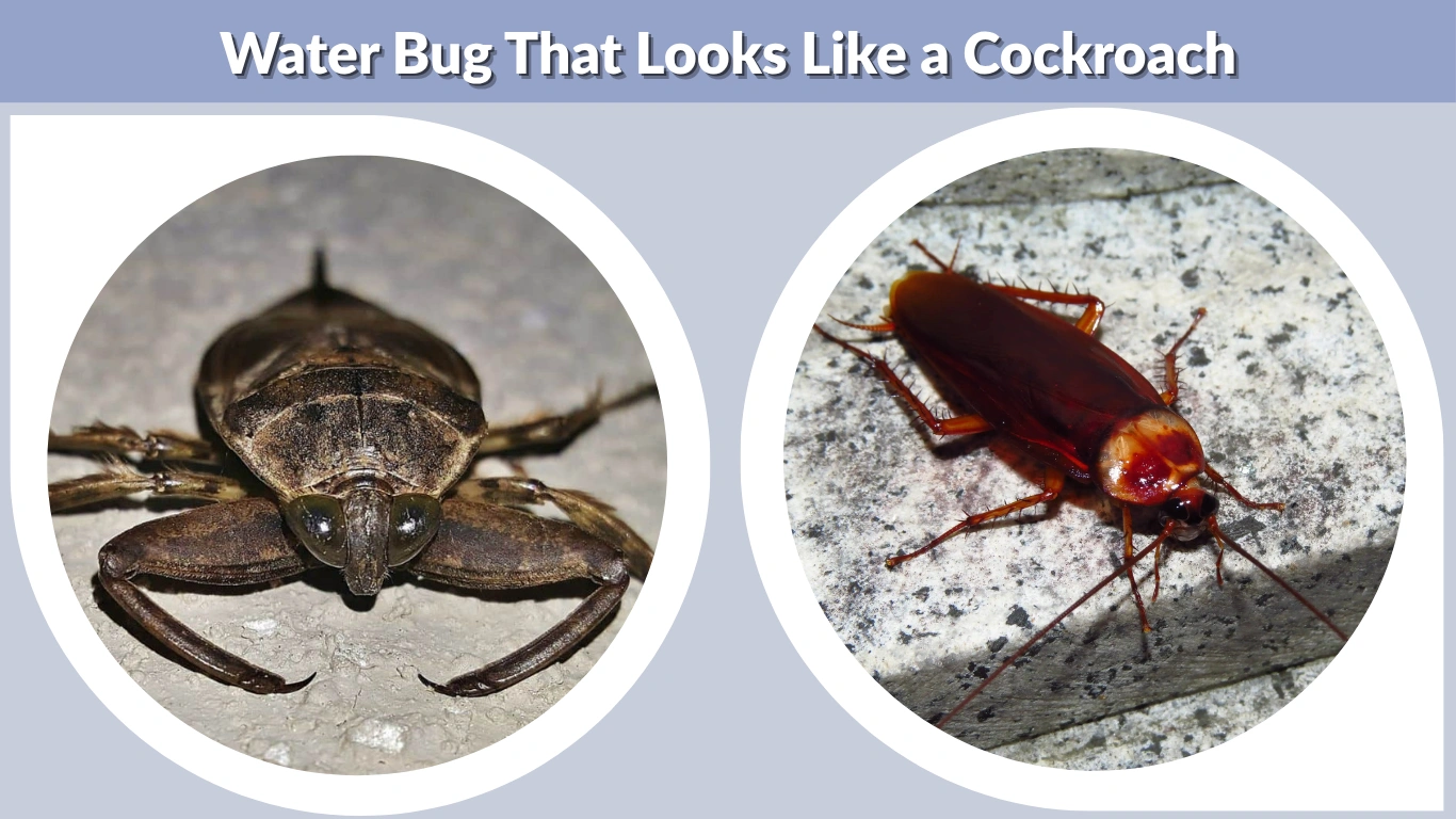 Water Bug That Looks Like a Cockroach