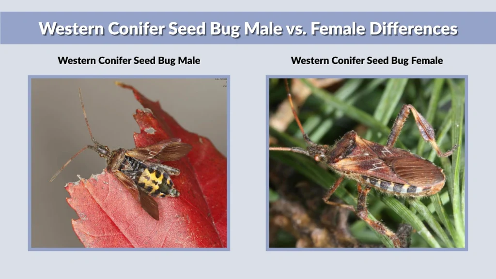 Western Conifer Seed Bug Male vs. Female Differences